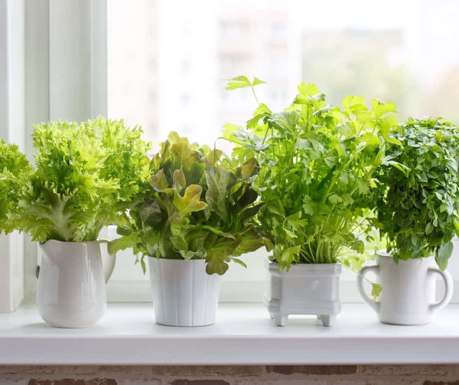 Indoor windowsill herb garden brings safe freshness and greenery to the kitchen Indoor windowsill herb garden